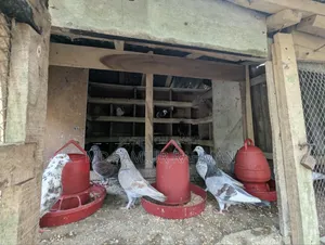Pigeons for sale
