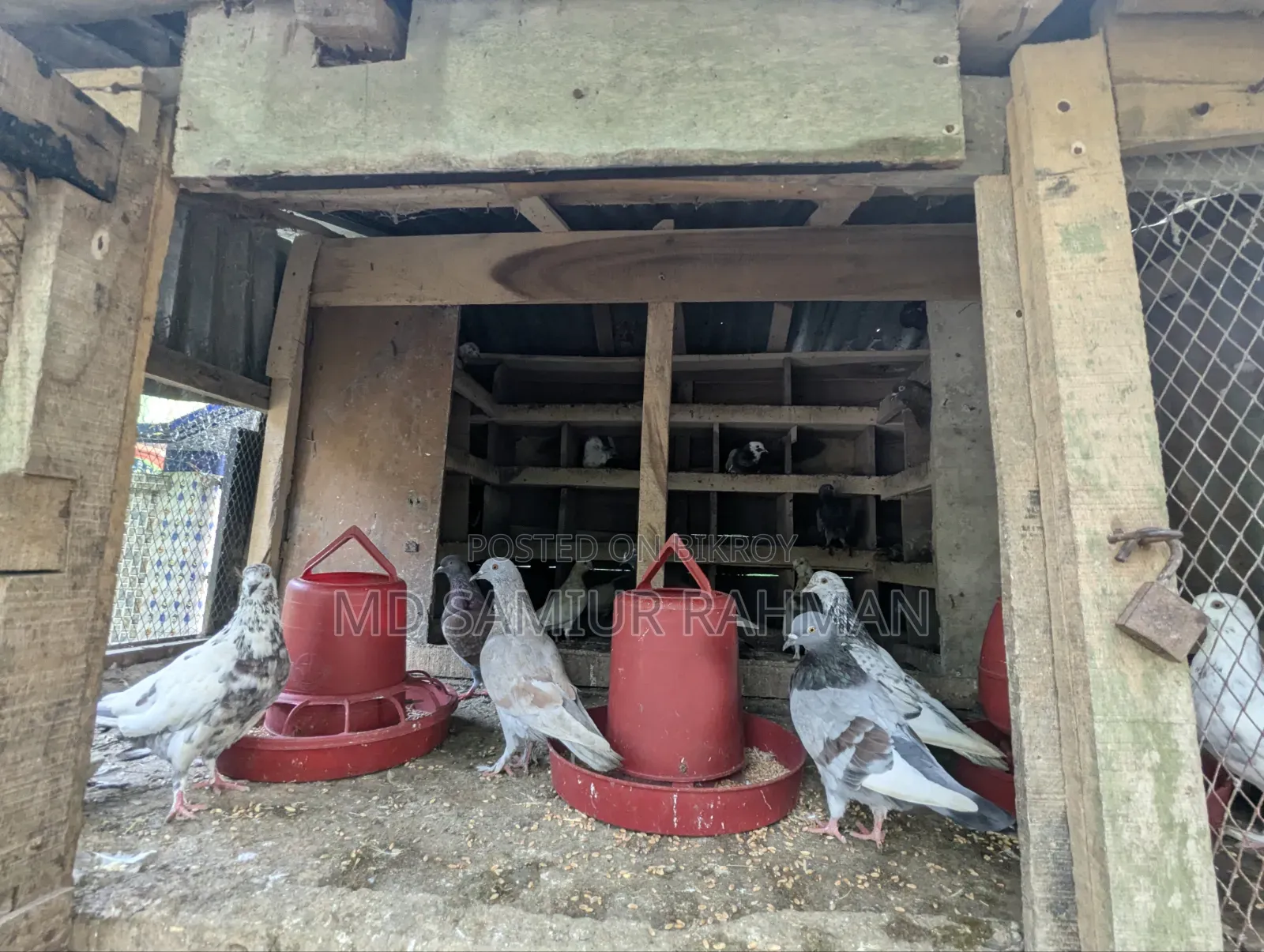Pigeons for sale