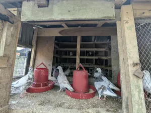 Pigeons for sale