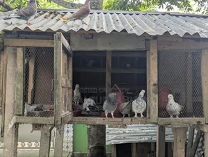 Pigeons for sale
