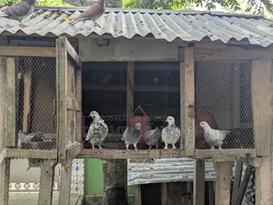 Pigeons for sale