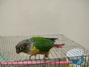 গ্রিন চিক কোনুর