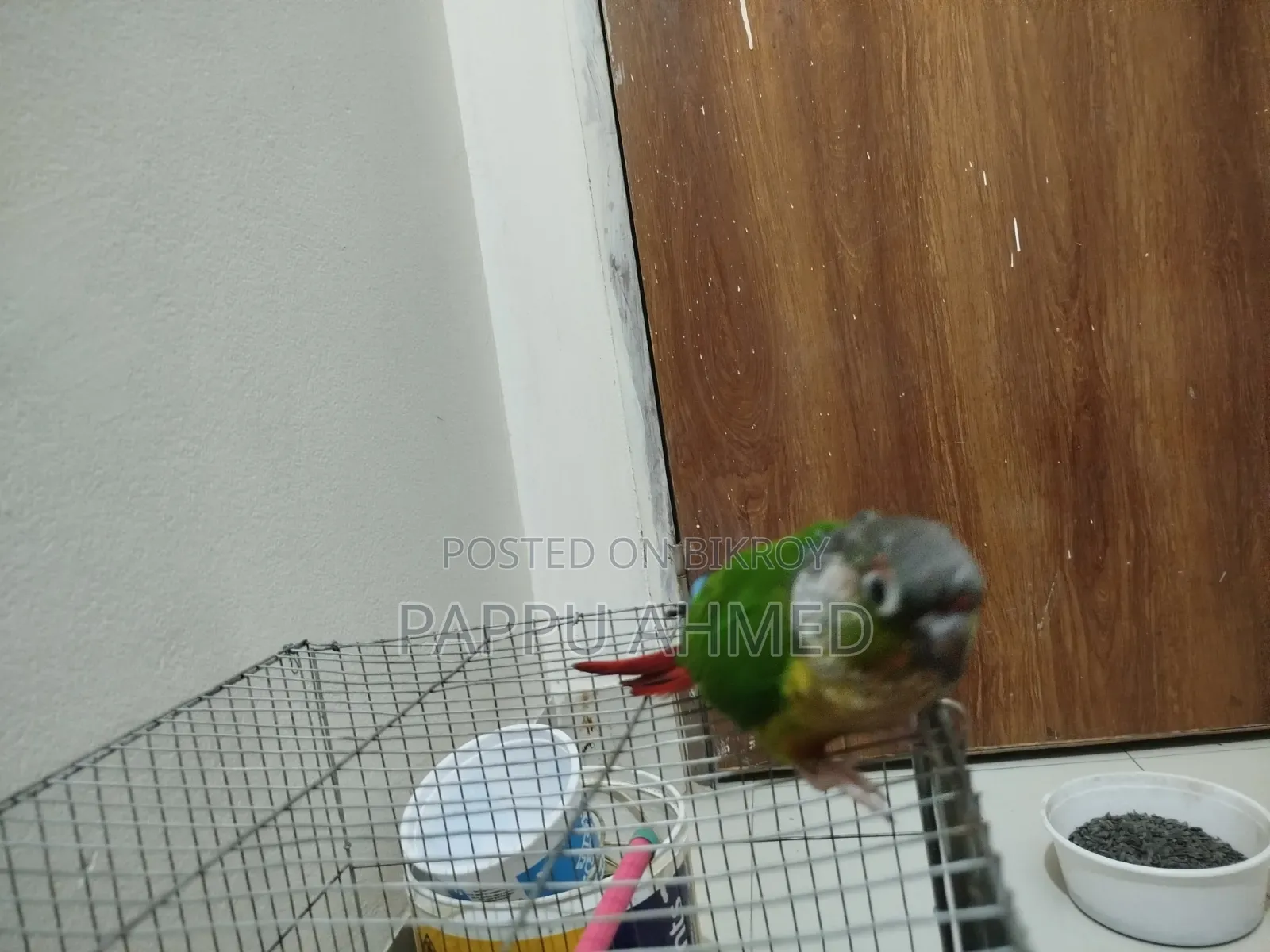 Green Cheek Conure