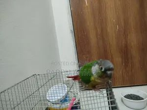 Green Cheek Conure