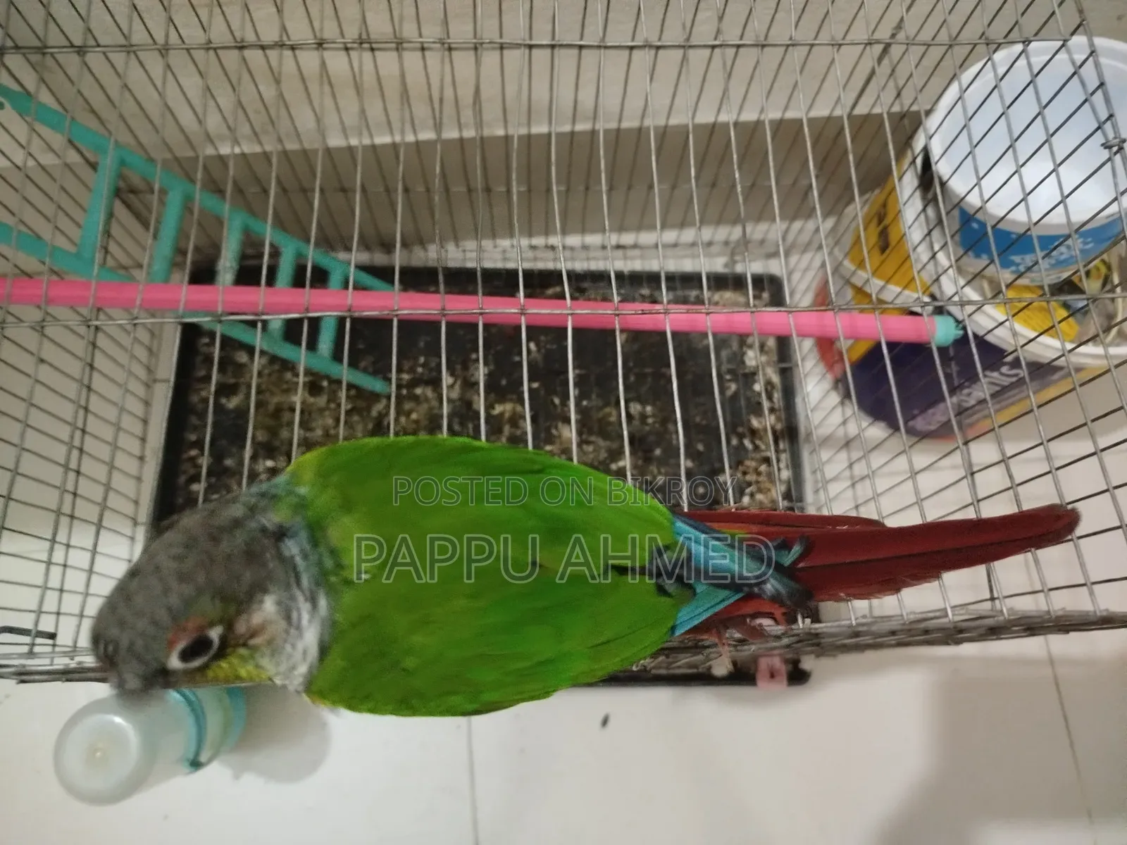 Green Cheek Conure
