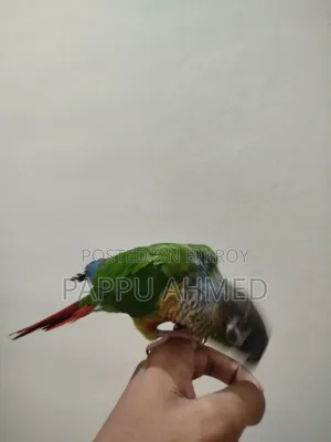 Green Cheek Conure