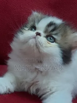 ১-৩ মাসের মেল পিউরব্রেড এক্সোটিক