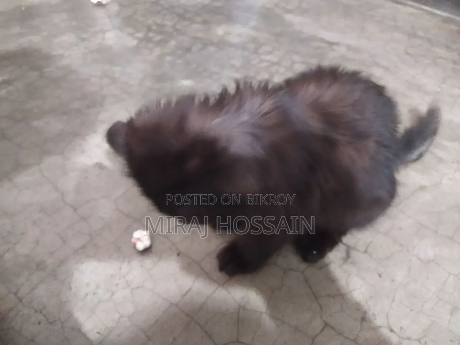 1-3 months Male Purebred Mongrel (No Breed)