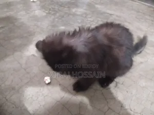 ১-৩ মাসের নর পিউরব্রেড মংগ্রেল (কোনো জাত নেই)