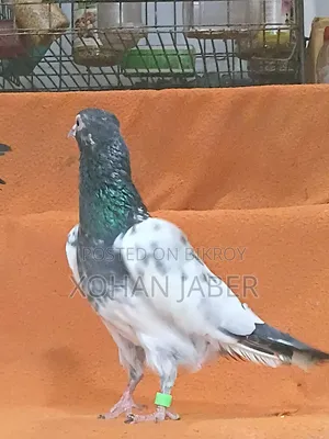 An adult male teddy