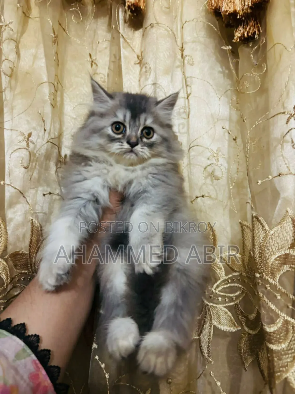 1-3 months Male Mixed Breed Persian