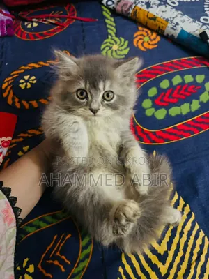 1-3 months Male Mixed Breed Persian