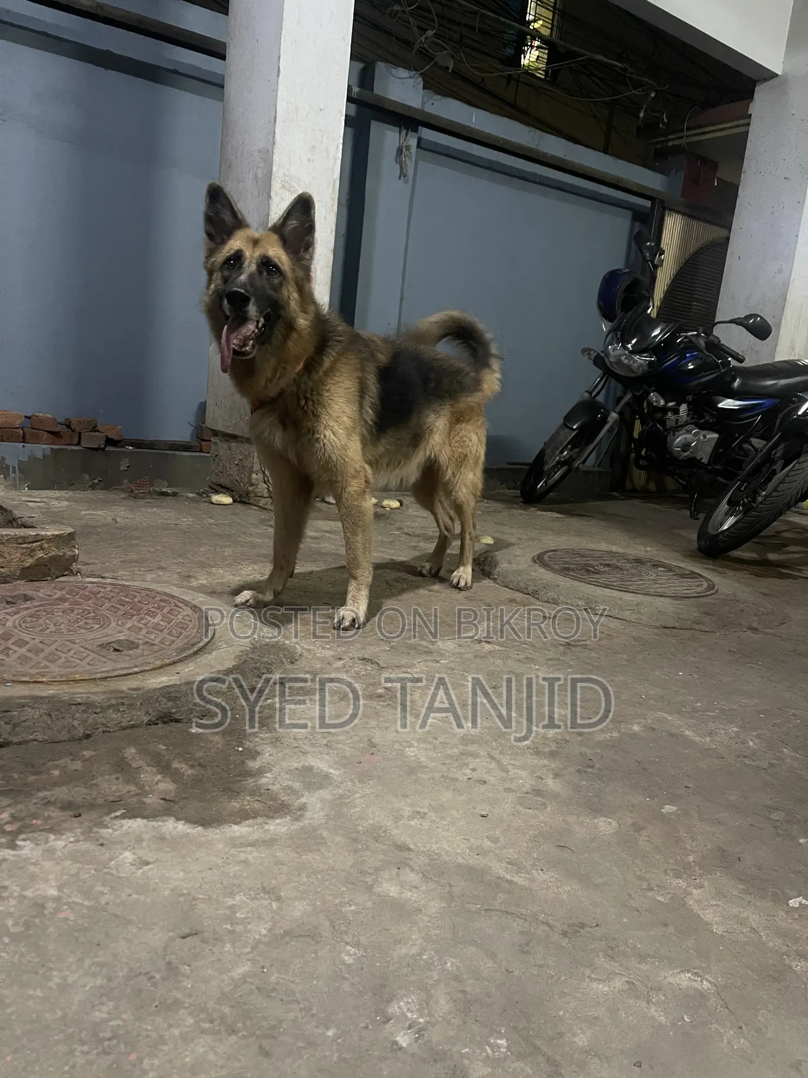 1+ year Male Purebred German Shepherd