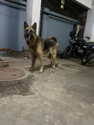 1+ year Male Purebred German Shepherd
