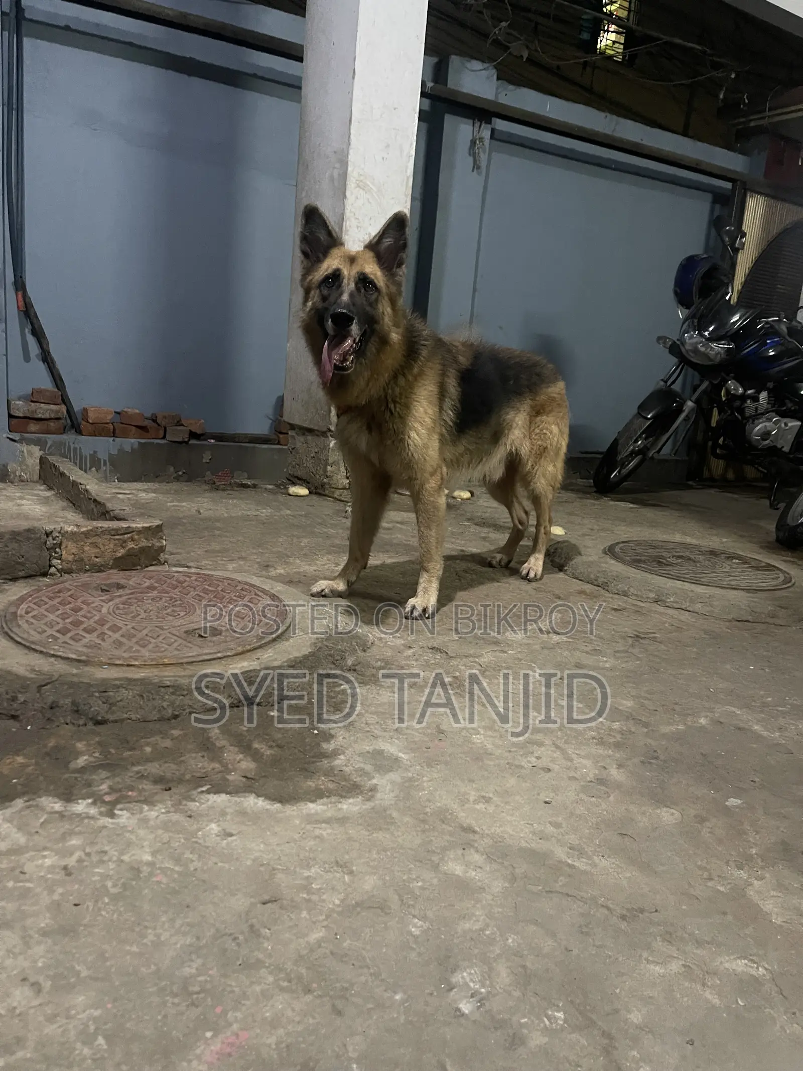1+ year Male Purebred German Shepherd