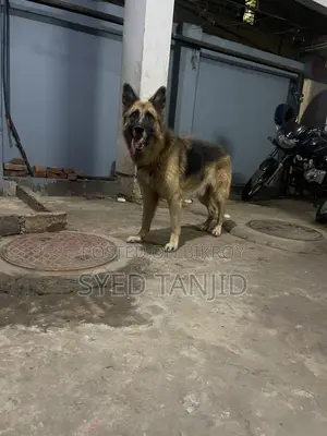1+ year Male Purebred German Shepherd