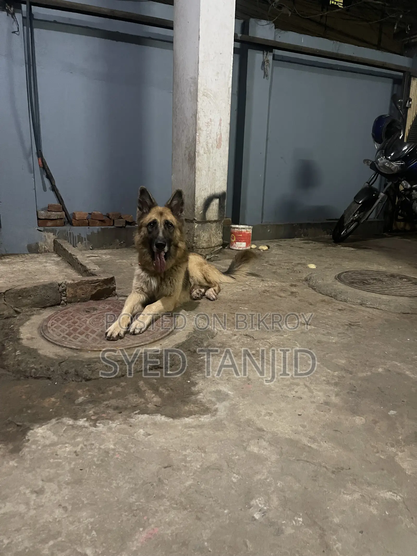 1+ year Male Purebred German Shepherd