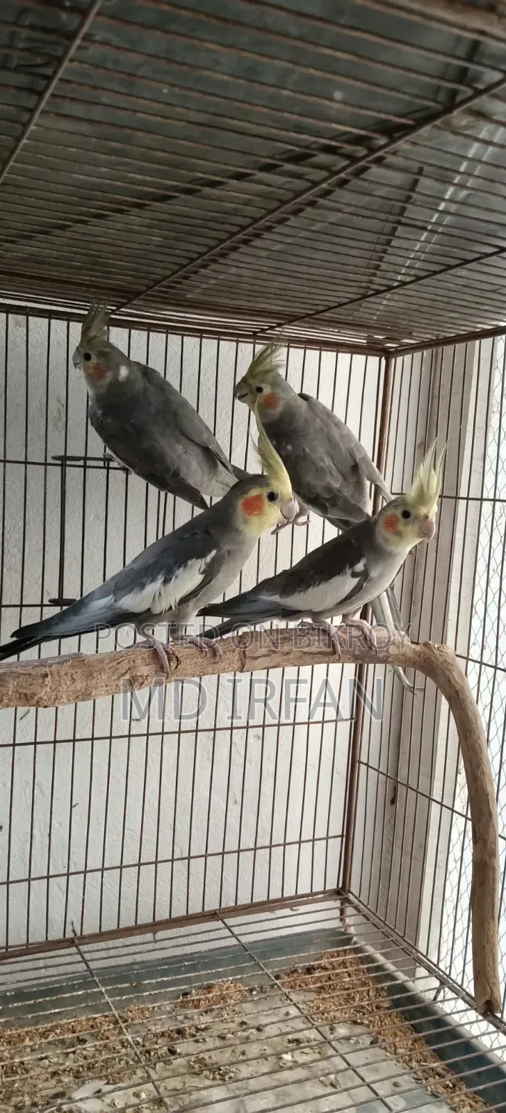 New Adult Male