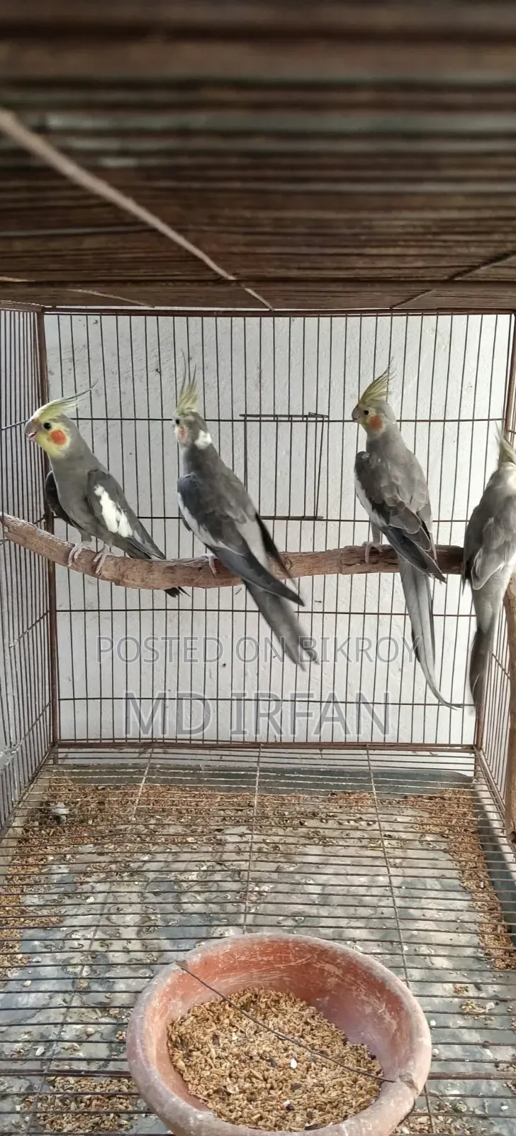 New Adult Male