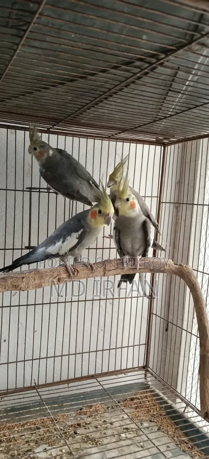 New Adult Male