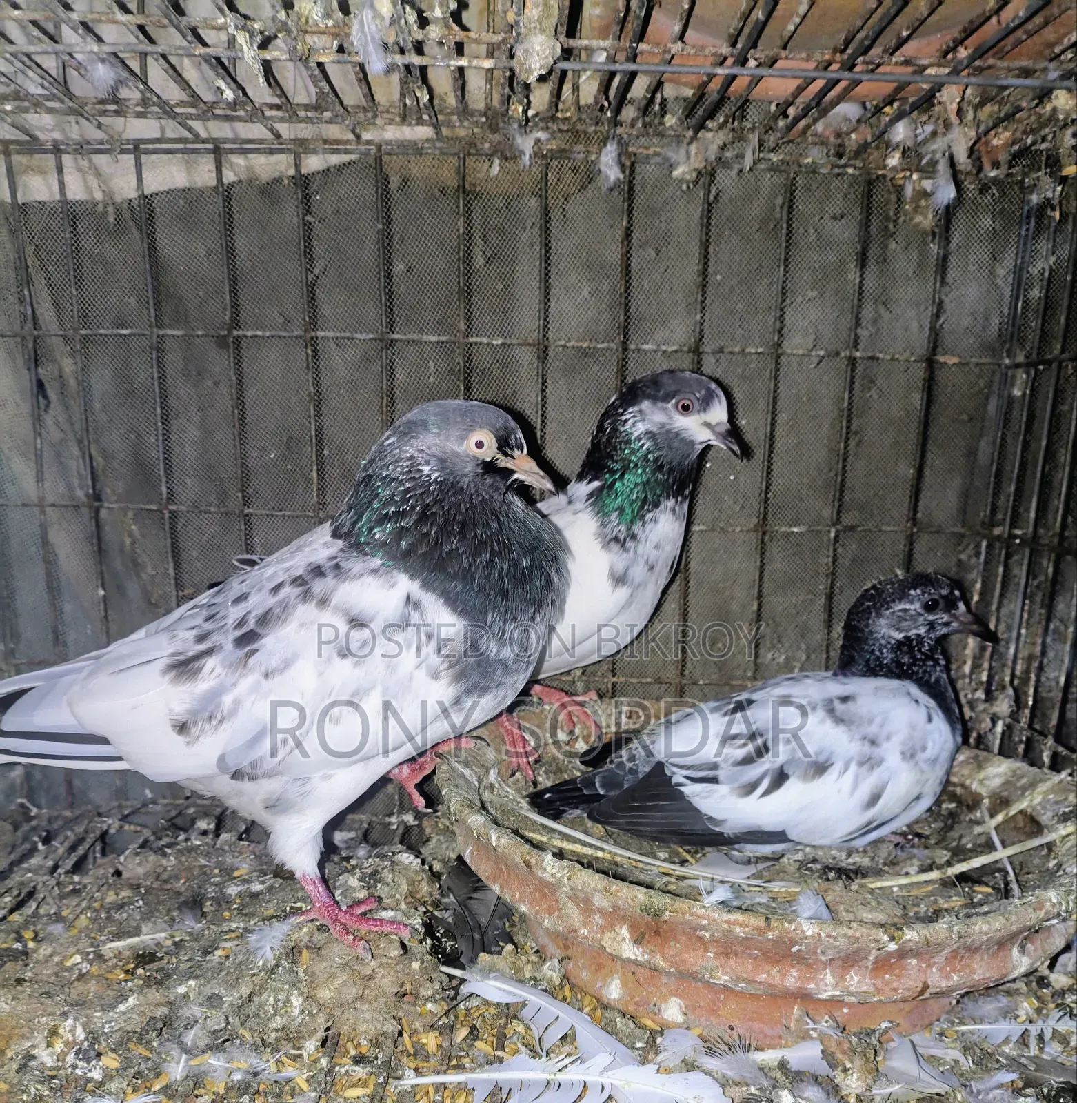 Teddy Pigeon