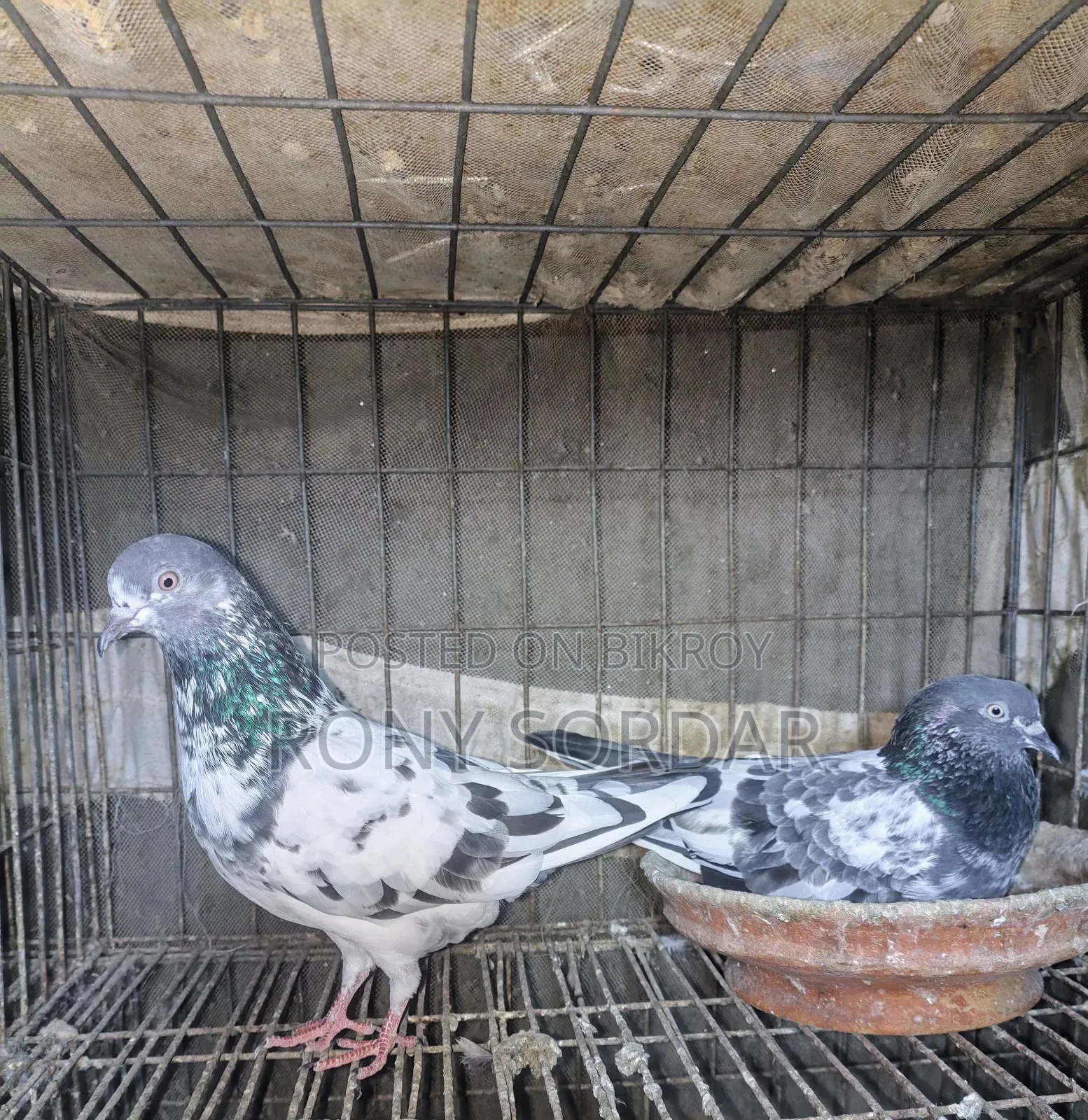Teddy Pigeon