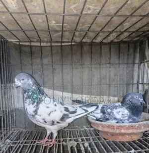 Teddy Pigeon