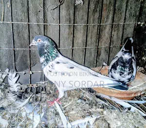 Teddy Pigeon