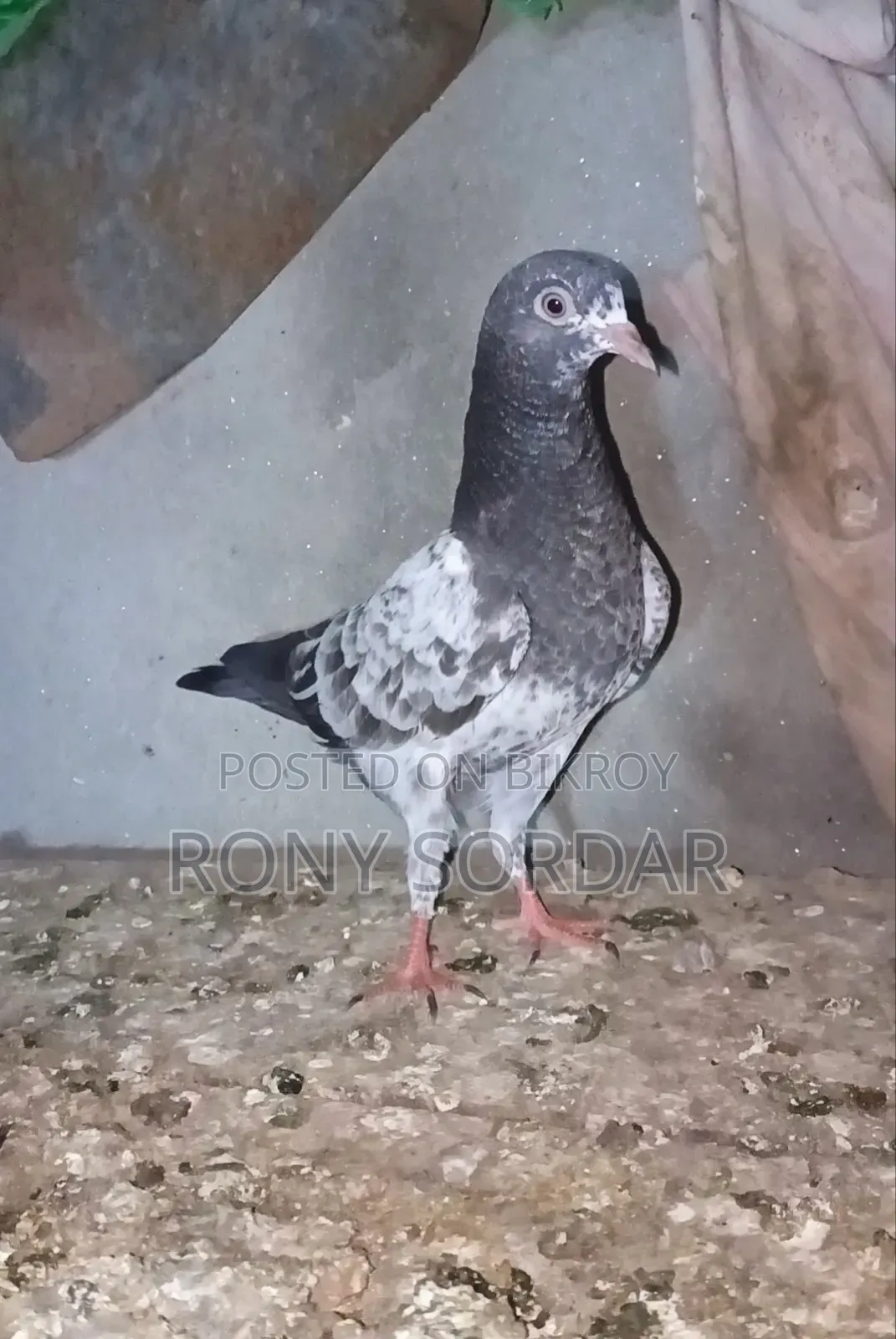 Teddy Pigeon