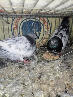 Teddy Pigeon