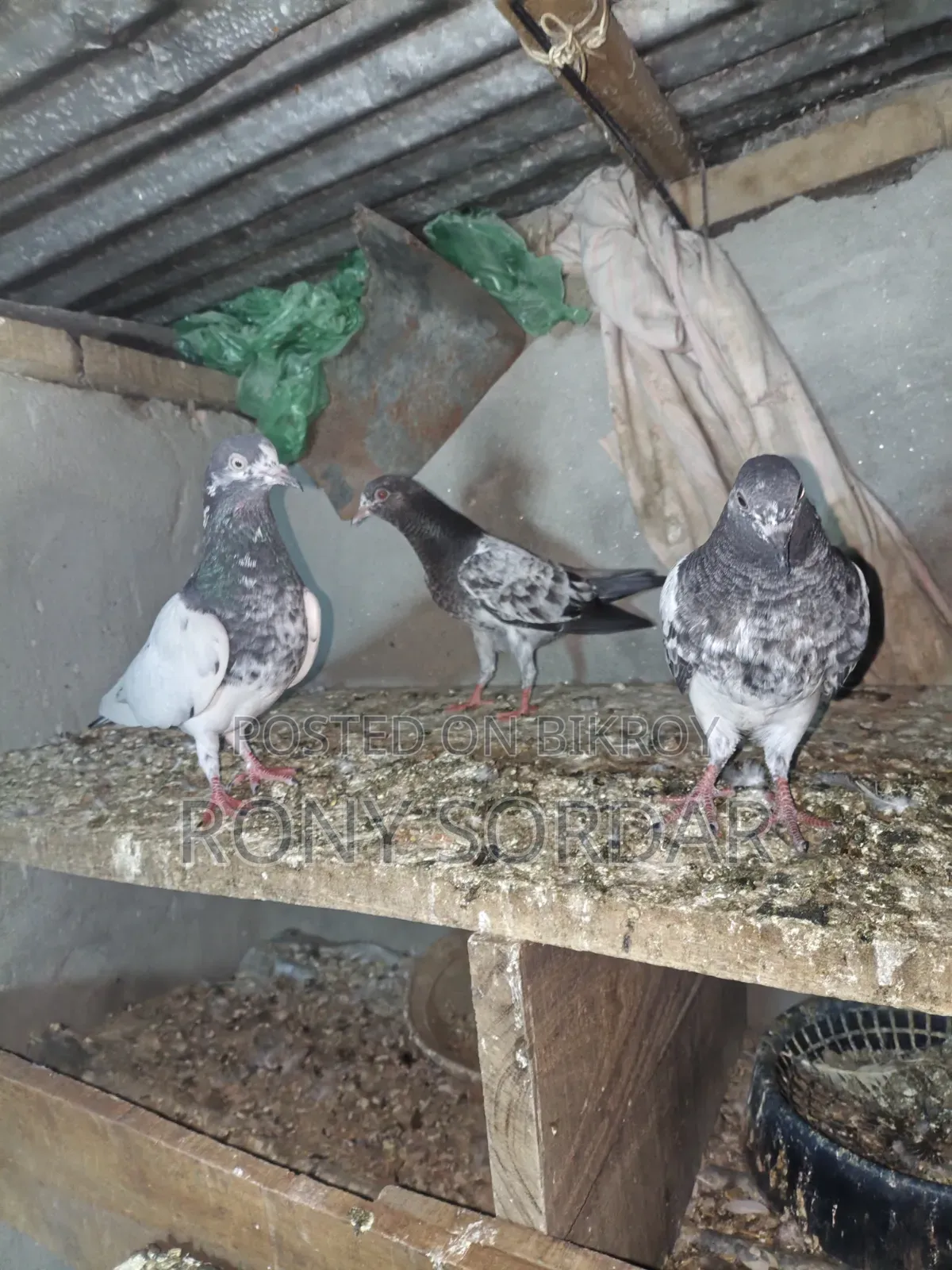 Teddy Pigeon