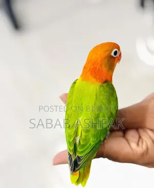 গ্রিন ইউউইং ওপ্যালাইন লাভবার্ড