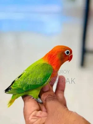 Green Euwing Opaline Lovebird