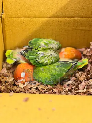 Green Euwing Opaline Lovebird