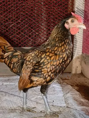 Golden Sebright Male and Some Chicks