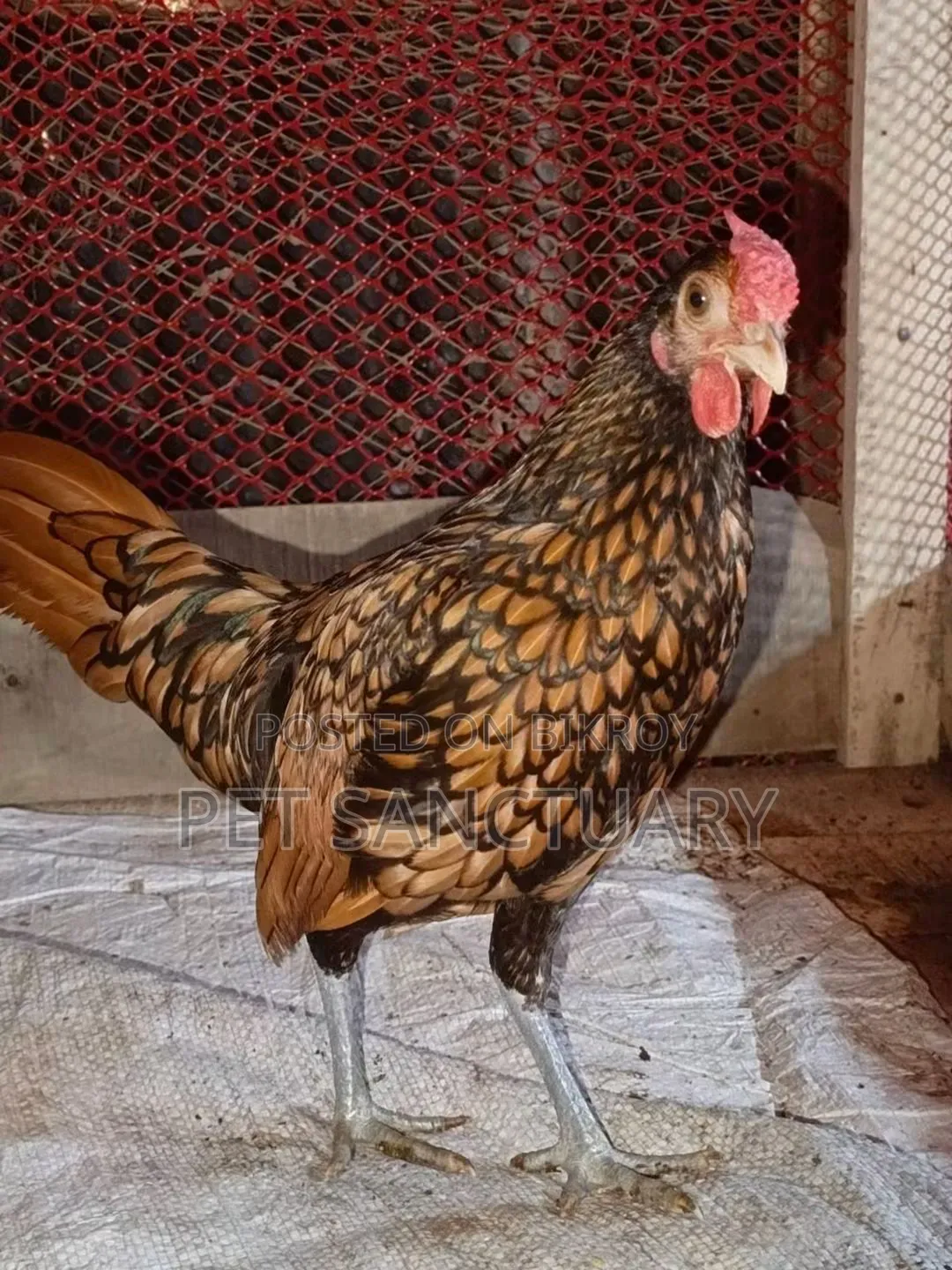 Golden Sebright Male and Some Chicks