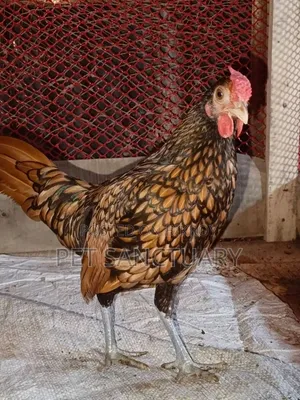Golden Sebright Male and Some Chicks