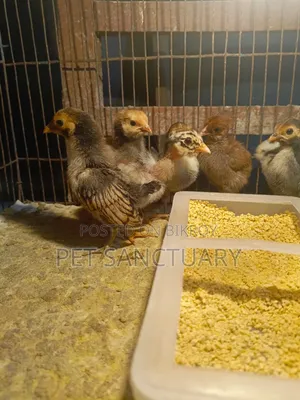 Golden Sebright Male and Some Chicks
