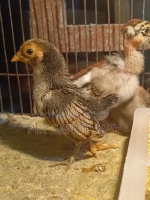 Golden Sebright Male and Some Chicks