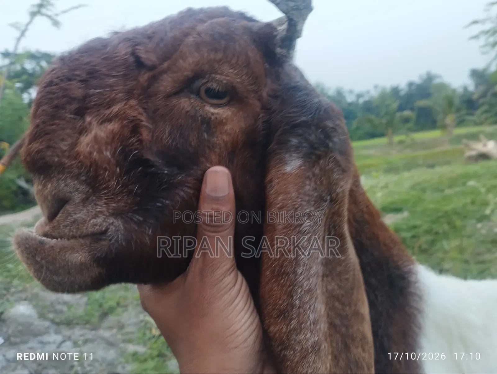 একটি তোতাপুরি মাদি ছাগল বিক্রি করব।