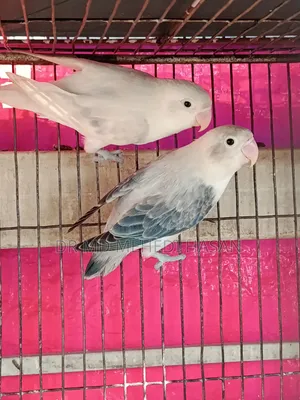 Lovebirds & Forpus