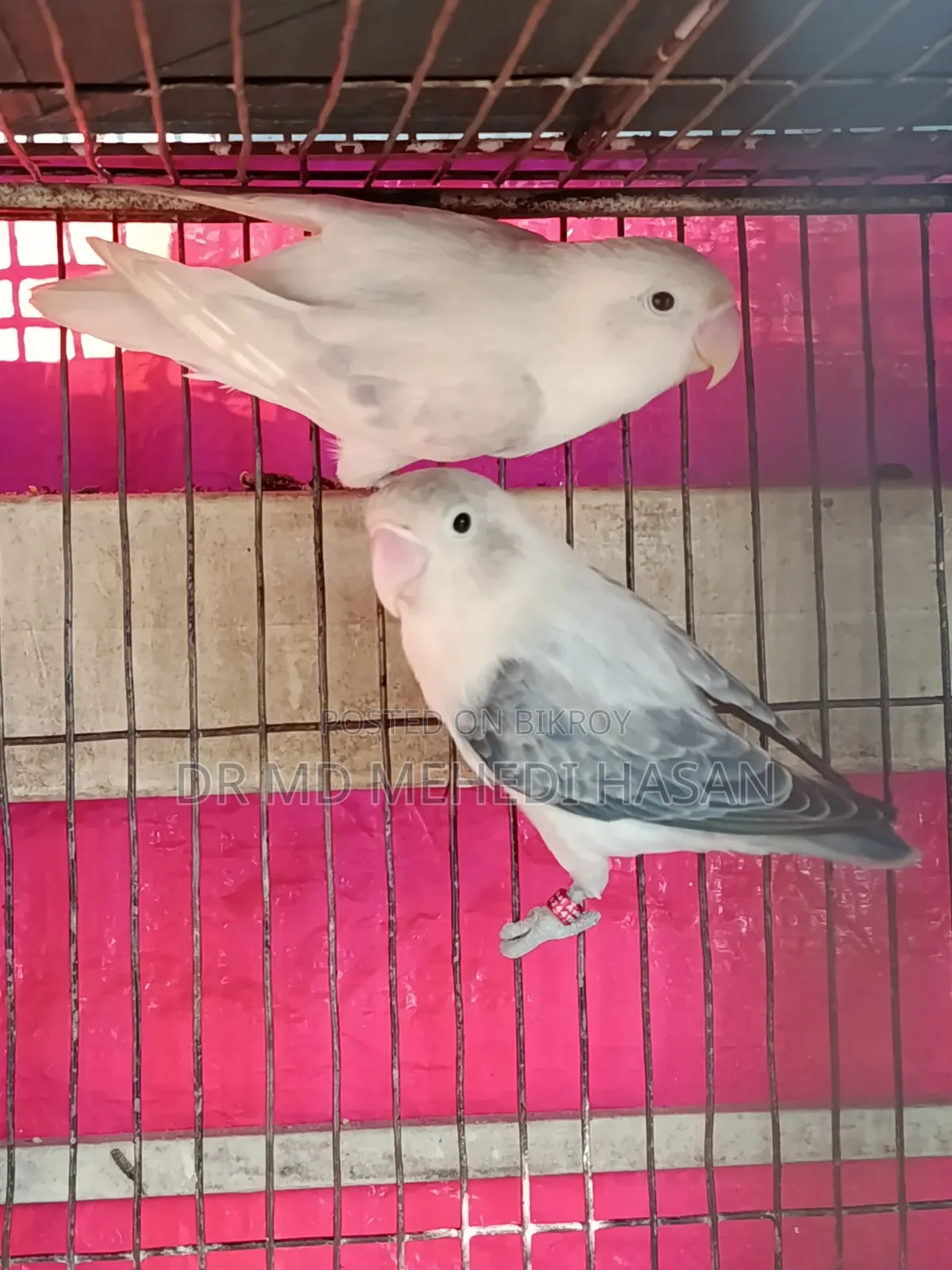 Lovebirds & Forpus