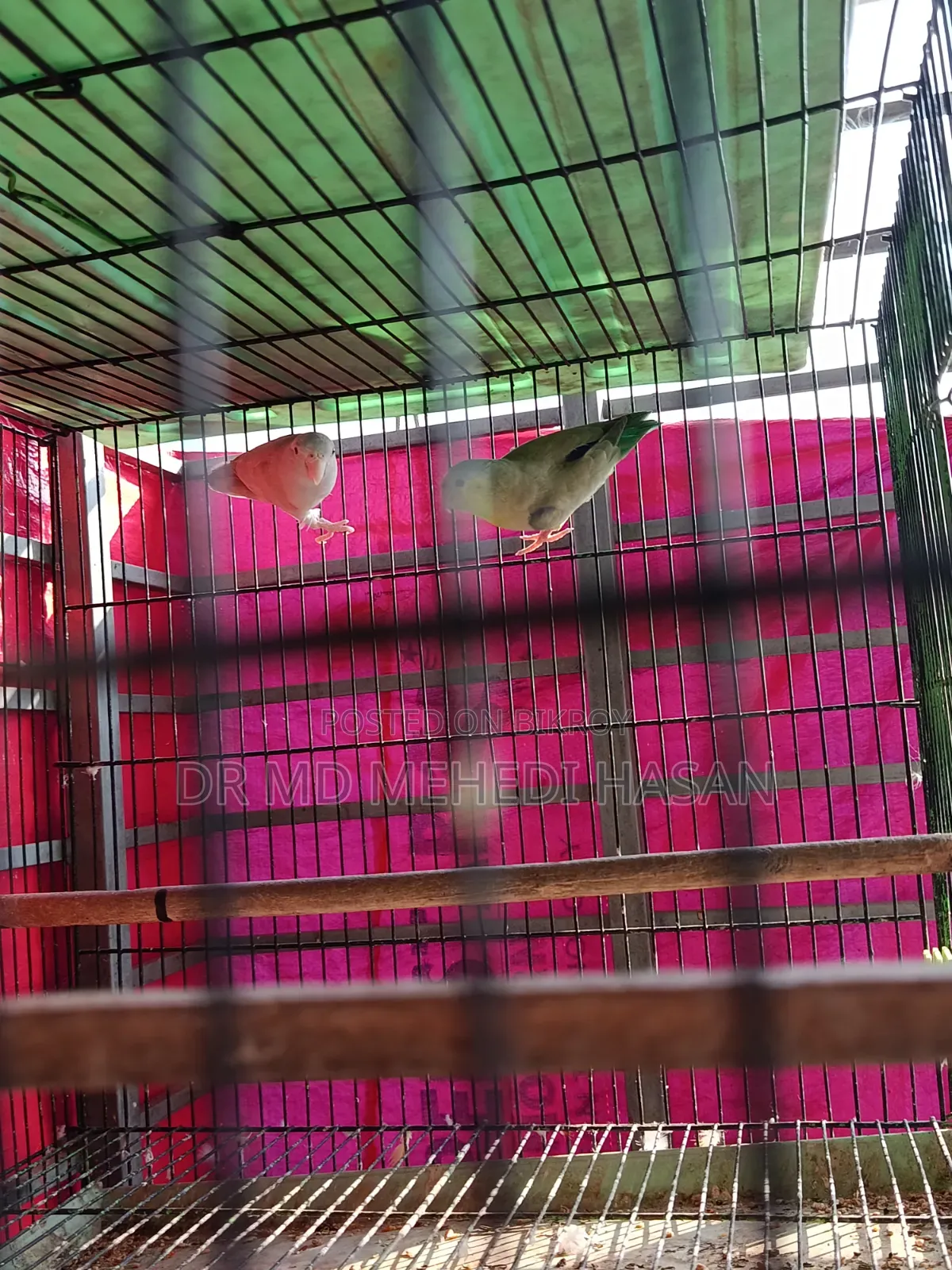 Lovebirds & Forpus