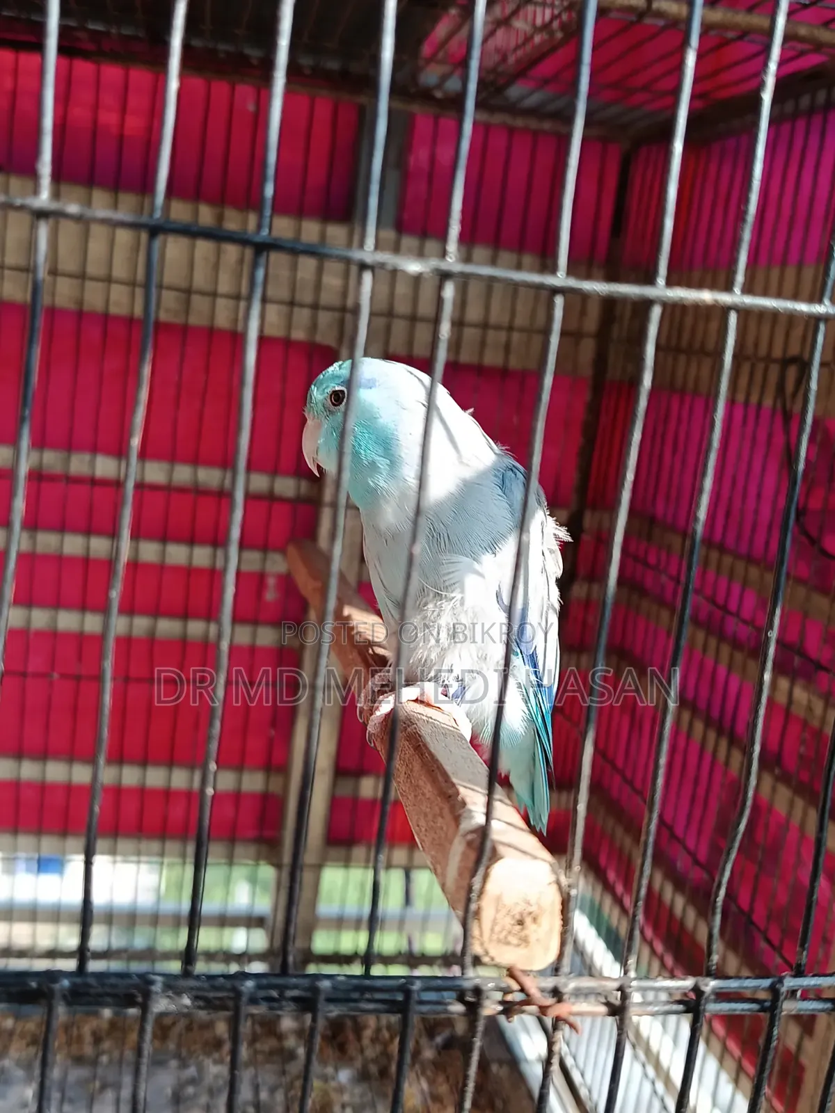 Lovebirds & Forpus