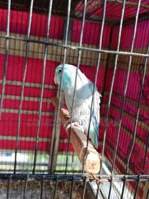 Lovebirds & Forpus
