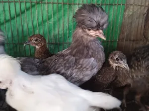 Turkish Sultan Chicks