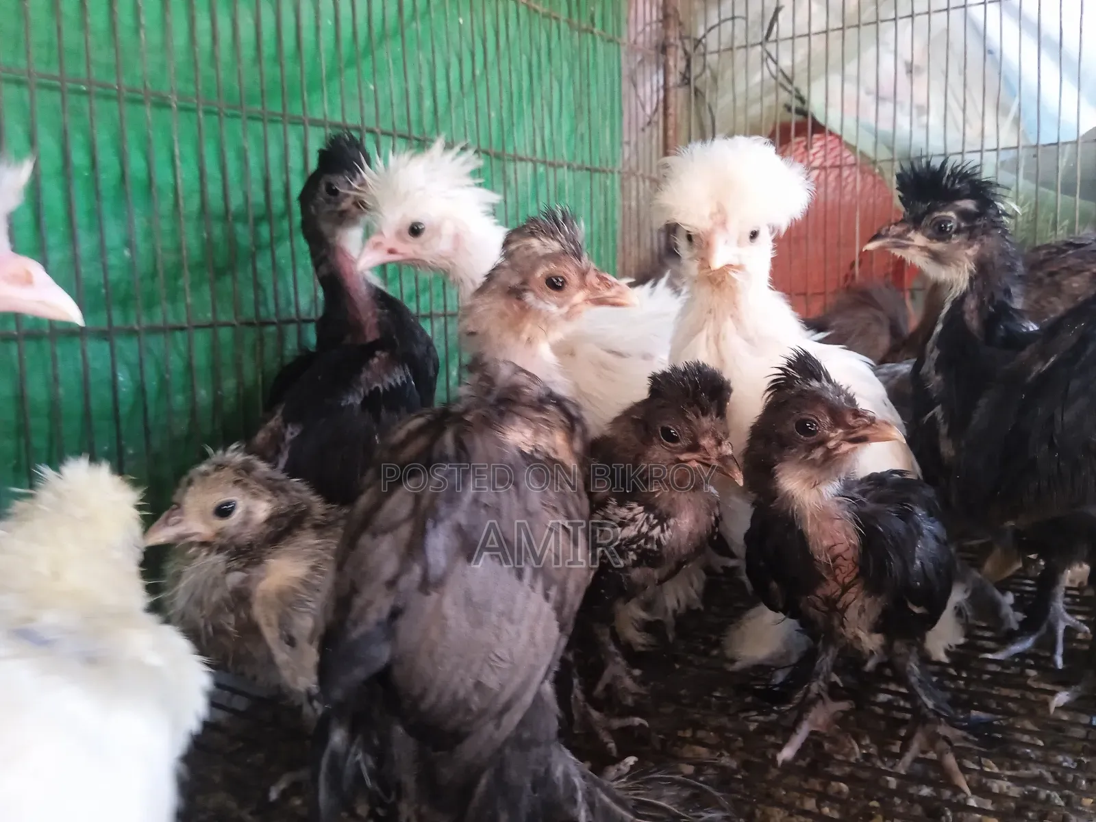 Turkish Sultan Chicks