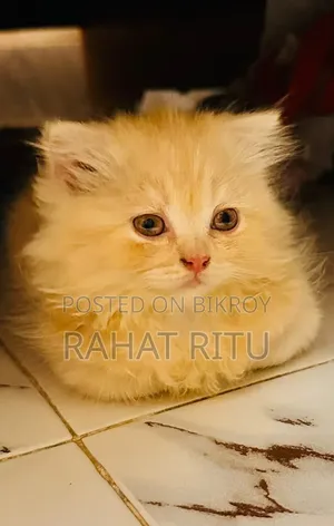 1-3 months Female Purebred Persian