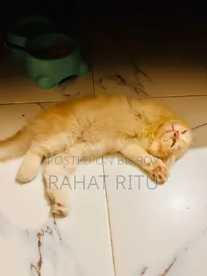 1-3 months Female Purebred Persian