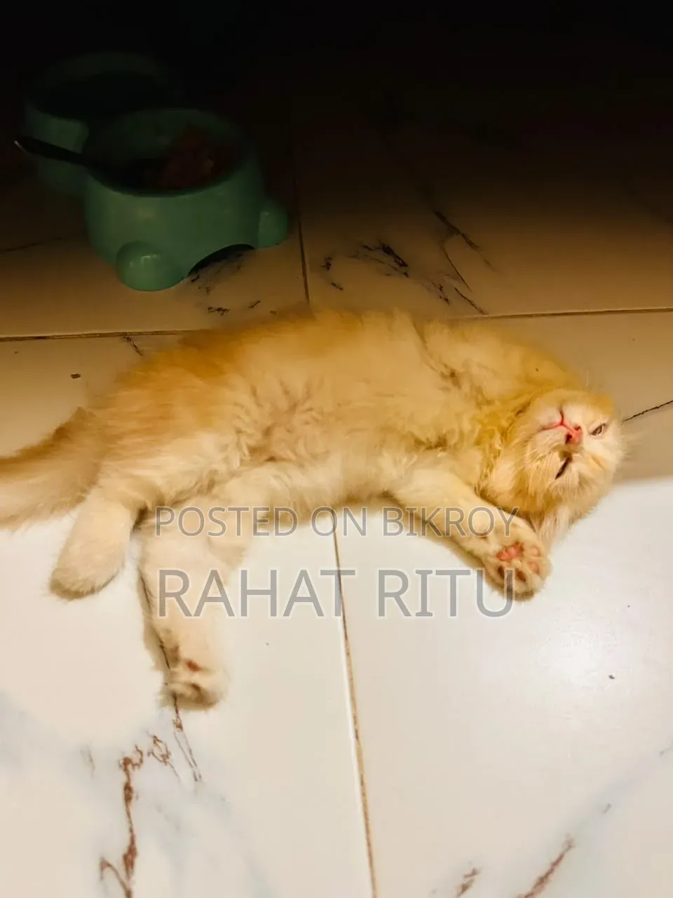 1-3 months Female Purebred Persian